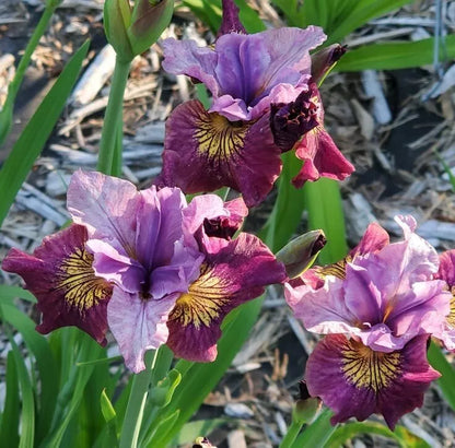 1 Siberian Iris Miss Apple Bare Root Perennial Rhizome Red And Gold Markings Rooted Plant