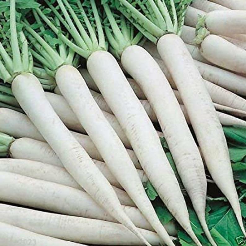 200 Ct White Icicle Radish White Ice Garden Heirloom NON-GMO Vegetable Seeds | www.seedsplantworld.com