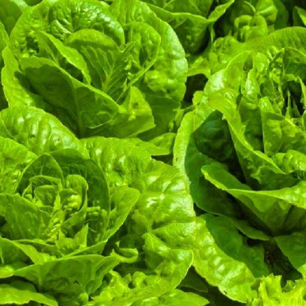 100 Tom Thumb Lettuce NON-GMO Heirloom Vegetable Seeds | www.seedsplantworld.com