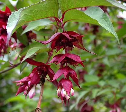 Peach Leaf Bellflower, 250 Seeds