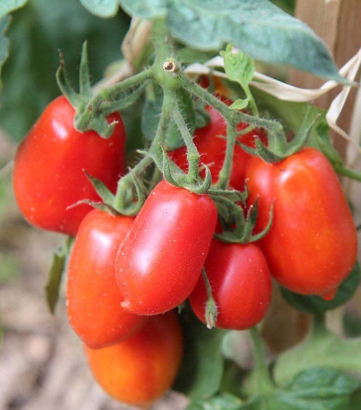 50 Ct San Marzano Tomato Determinate Garden Heirloom NON-GMO Vegetable Seeds | www.seedsplantworld.com