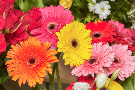 20 Gerber Daisy Mixed Colors Gerbera Jamesonii Barberton African Flower Seeds | www.seedsplantworld.com