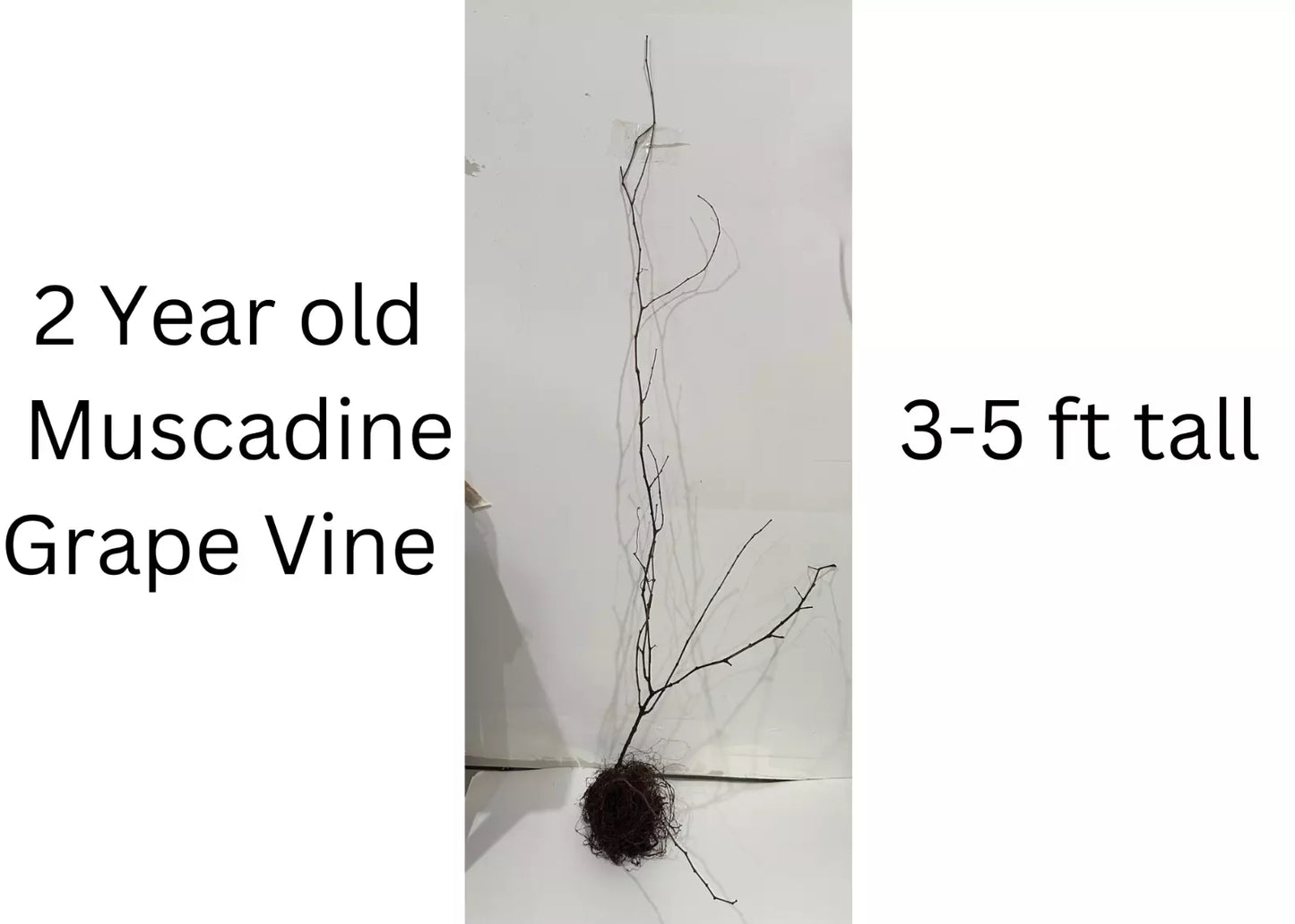 1 Black Fry Muscadine Grape Vine Bare Root Live Plants (2 Year Old Bare Root) Bare Root Plants | www.seedsplantworld.com