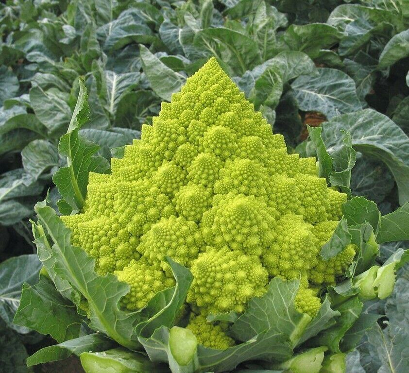 200+ Romanesco Broccoli Garden NON-GMO Vegetable Seeds | www.seedsplantworld.com