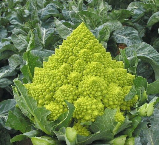 200+ Romanesco Broccoli Garden NON-GMO Vegetable Seeds | www.seedsplantworld.com