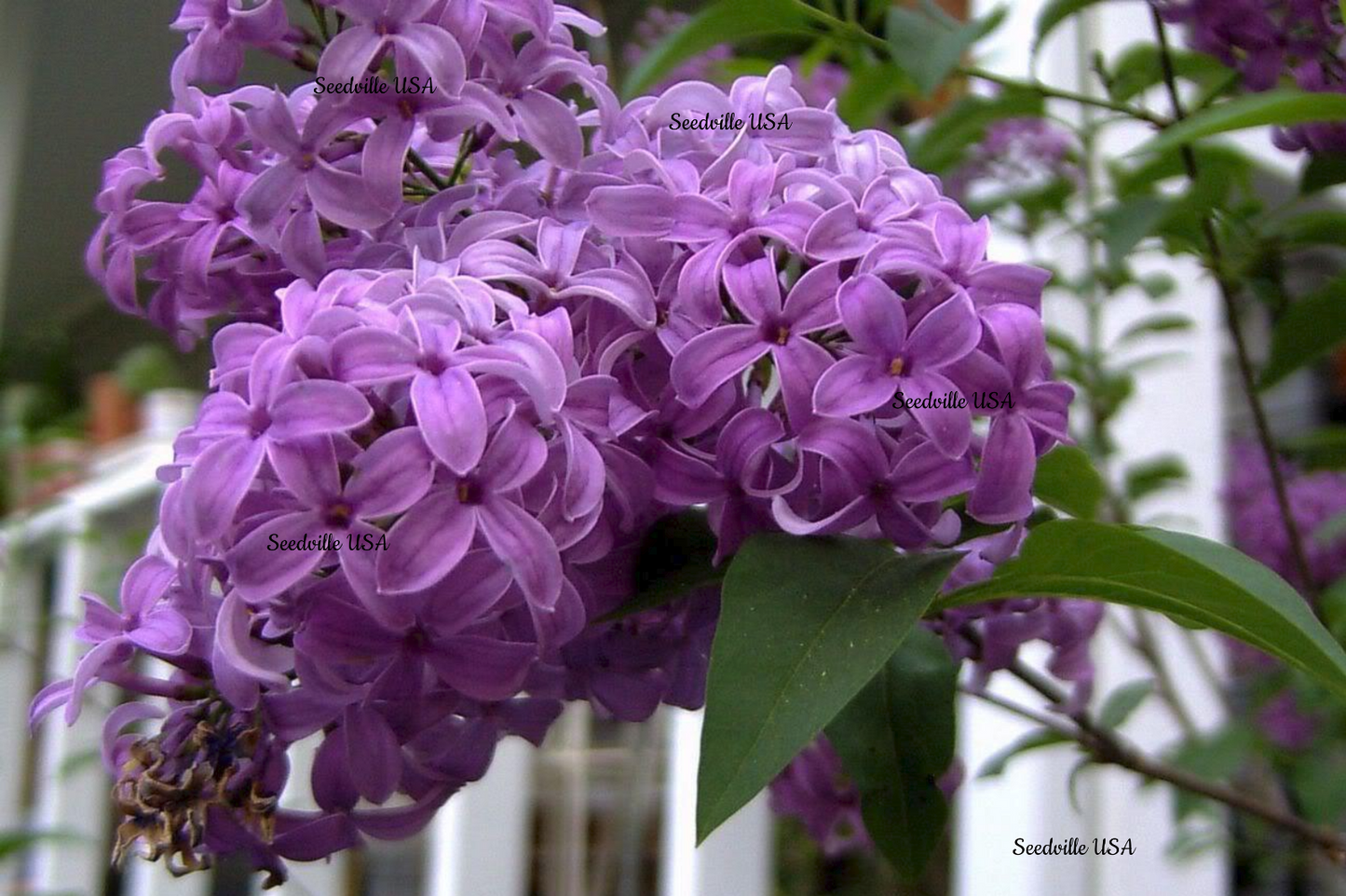 25 French / Old Fashioned Lilac Syringa Vulgaris Flower Shrub Bush Seeds | www.seedsplantworld.com