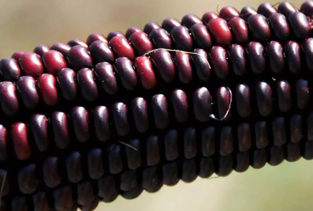 35 Bloody Butcher Red Corn Edible & Ornamental Heirloom Zea Mays Vegetable Seeds | www.seedsplantworld.com