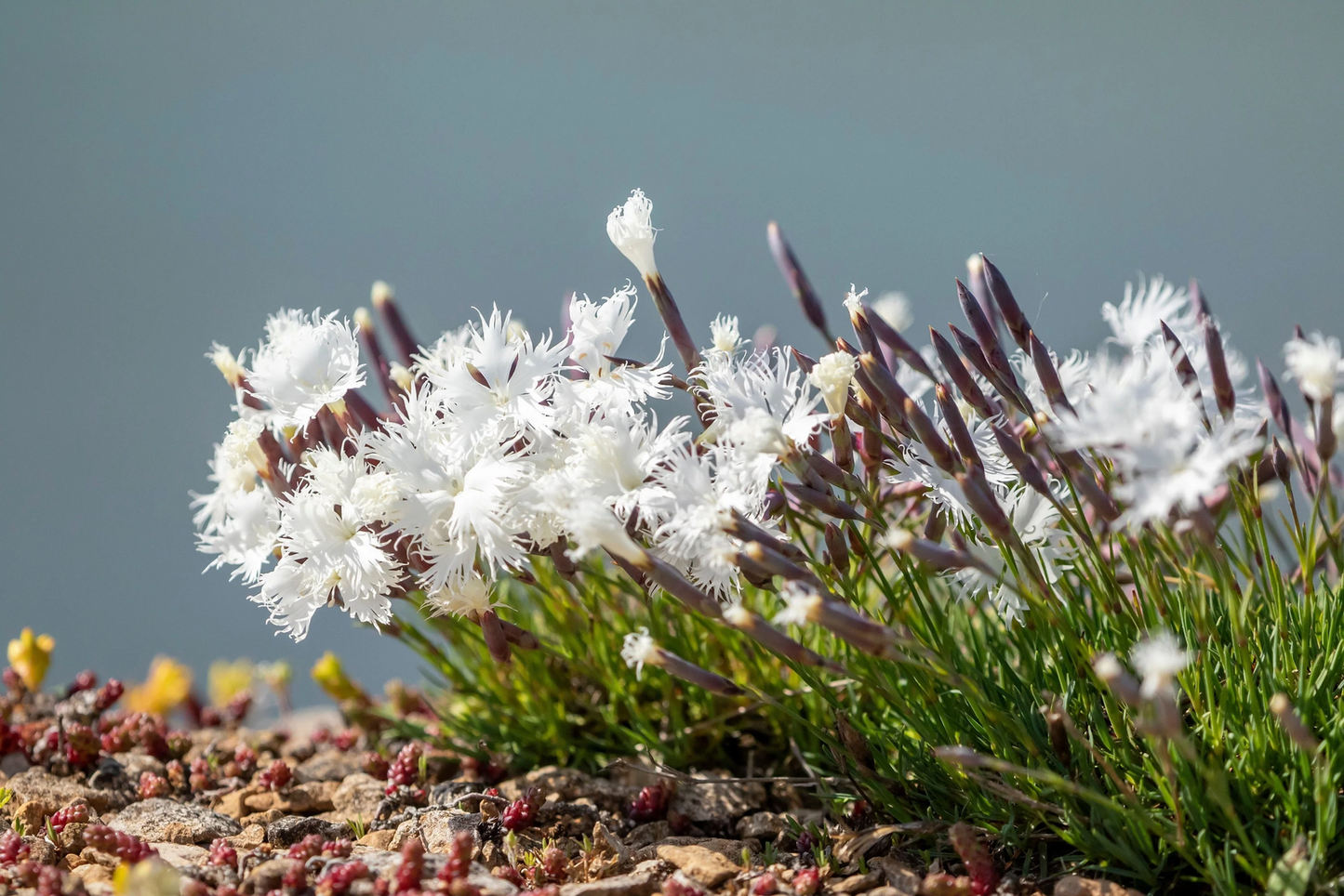 25 Dwarf Little Maiden Dianthus Arenarius F. Nanus Fragrant White Flower Seeds | www.seedsplantworld.com