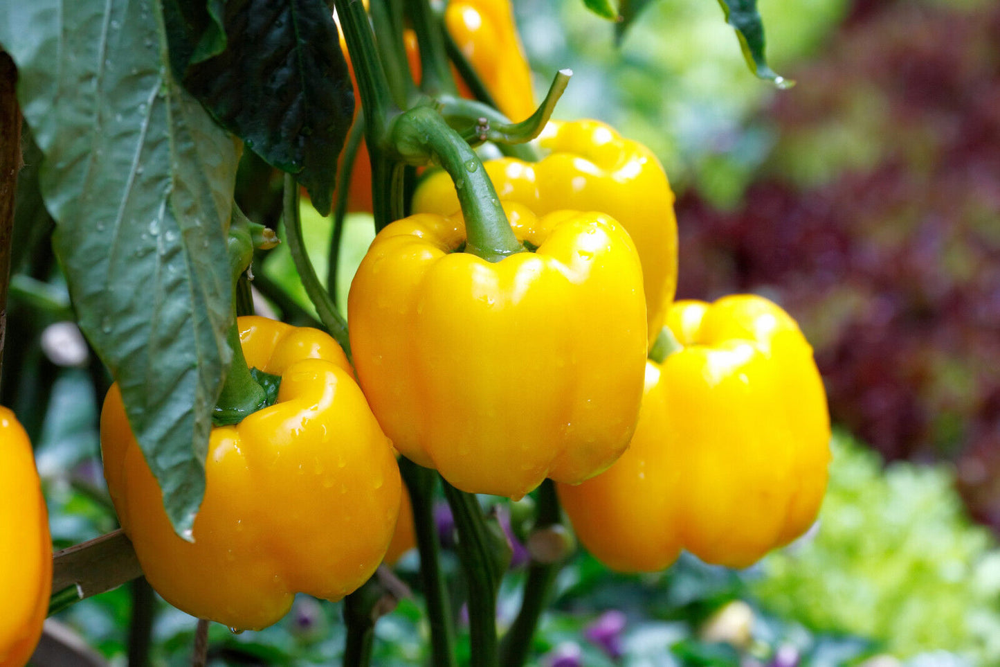 20 Organic Yellow Mini Bell Pepper Sweet Mild Miniature Capsicum Vegetable Seeds | www.seedsplantworld.com