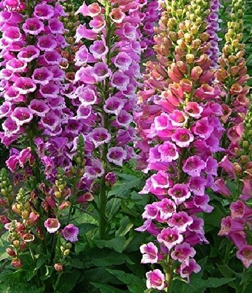 500+ Foxglove Foxy Mix Digitalis Mixed Biennial Flower Seeds | www.seedsplantworld.com