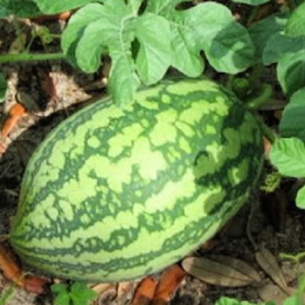 100 Florida Giant Watermelon NON-GMO Heirloom Fruit Seeds | www.seedsplantworld.com