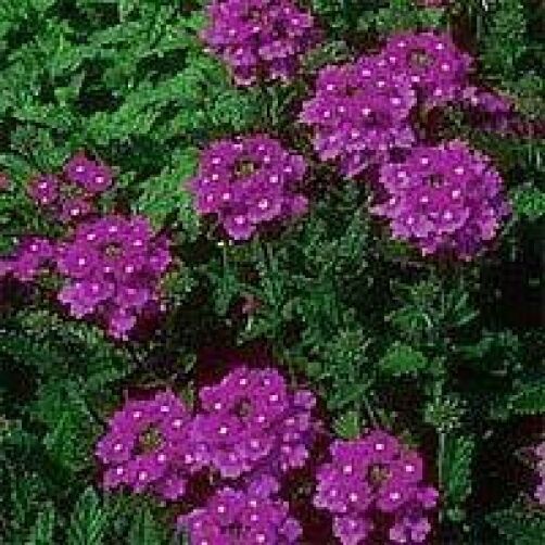 500 Purple Hardy Moss Verbena Tenuisecta Flower Seeds | www.seedsplantworld.com