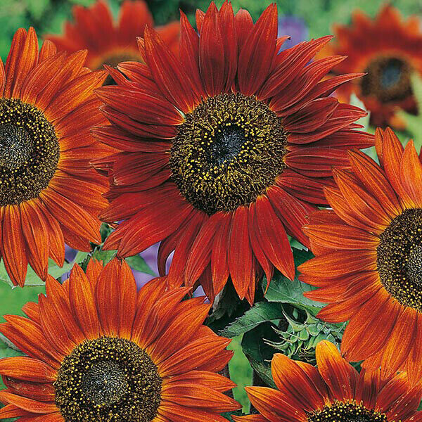 50+ Sunflower Velvet Queen Annual Flower Seeds | www.seedsplantworld.com