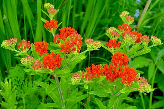 Milkweed 100 Seeds