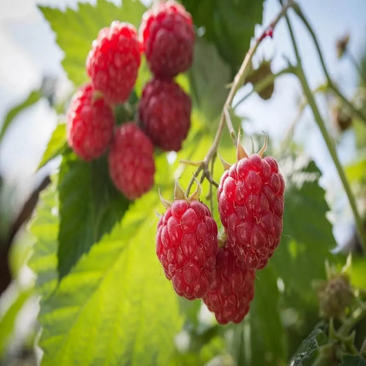 2 Boyne Live Red Raspberry Plants (1-2 Yr Old) Fruit Tree