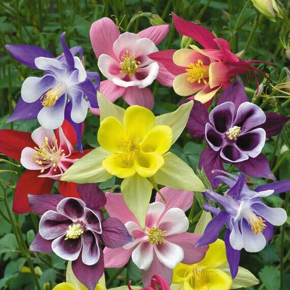 375 Columbine Mckanas Giant Mix Perennial Flower Seeds | www.seedsplantworld.com