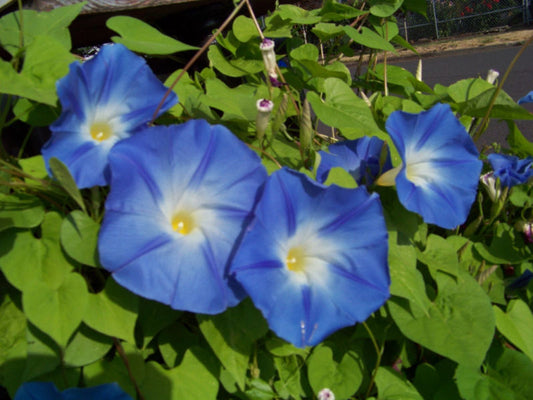 55 Morning Glory Vine Heavenly Blue Climbing Trumpet Flower Seeds | www.seedsplantworld.com