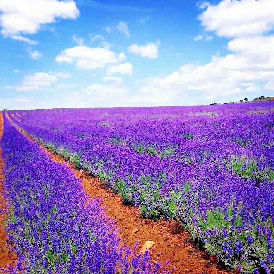 1200 Lavender Vera Flower Seeds | www.seedsplantworld.com