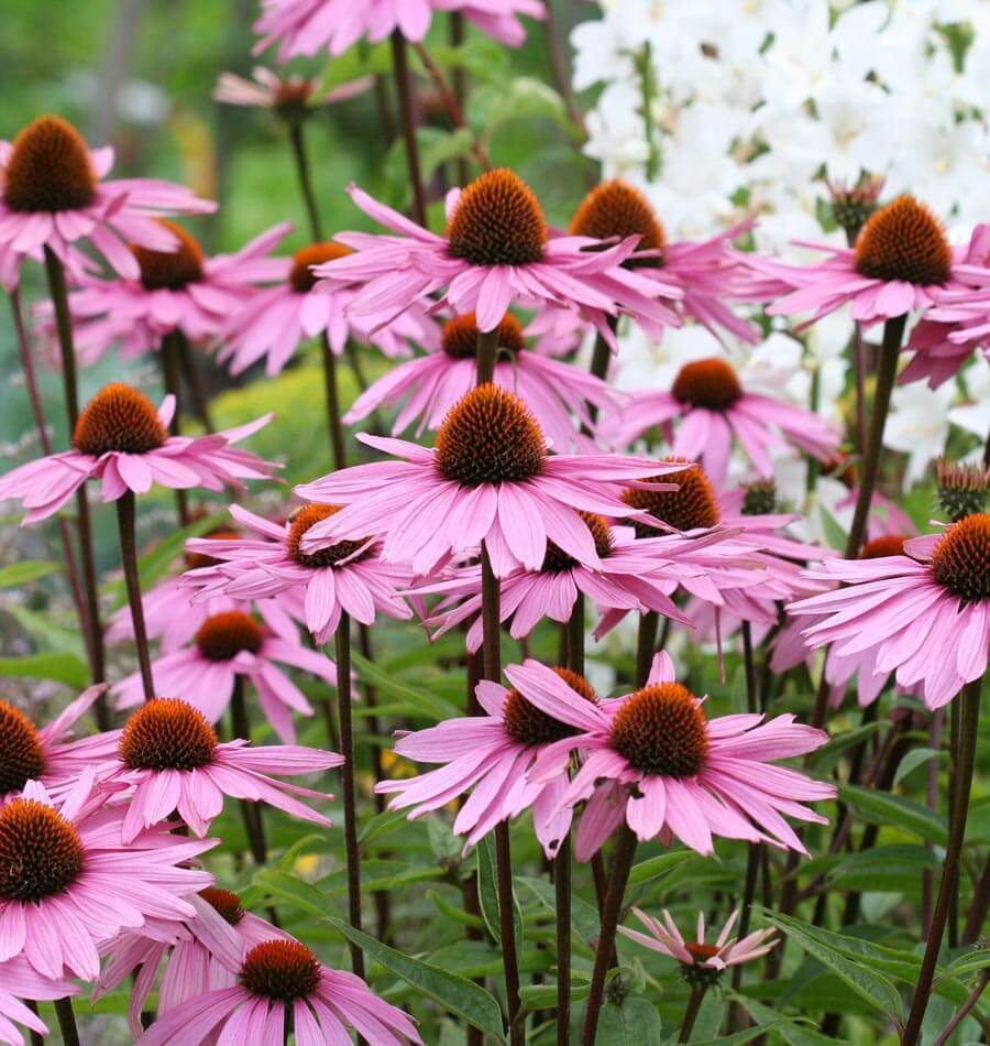 200+ Purple Coneflower Echinacea Flower Seeds | www.seedsplantworld.com