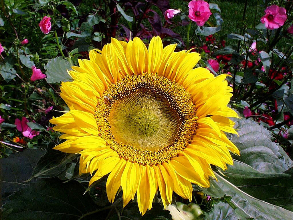 45 Sunflower Sunspot Dwarf 2 Ft Tall Yellow Flower Seeds | www.seedsplantworld.com