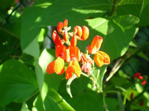 15 Bean Scarlet Runner Beans Flower Seeds | www.seedsplantworld.com