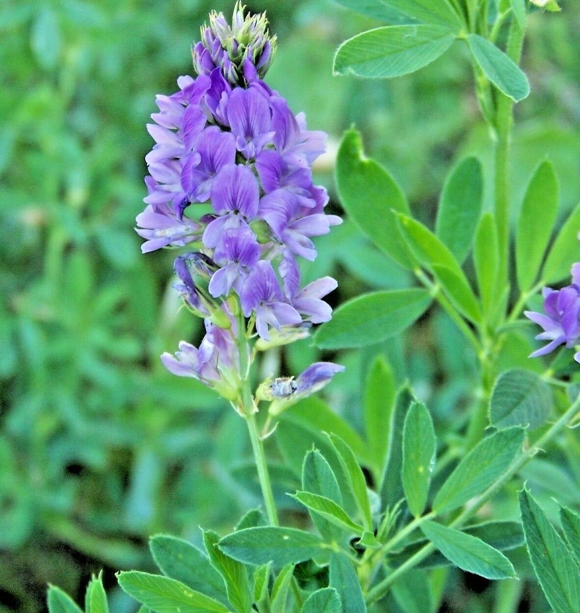 150 Alfalfa Vegetable Seeds | www.seedsplantworld.com