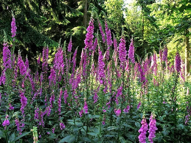 1000 Foxglove Excelsior Mix Digitalis Purpurea Flower Seeds | www.seedsplantworld.com