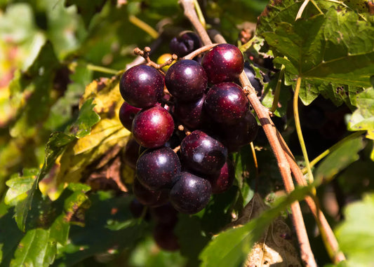 1 Black Fry Muscadine Grape Vine Bare Root Live Plants (2 Year Old Bare Root) Bare Root Plants