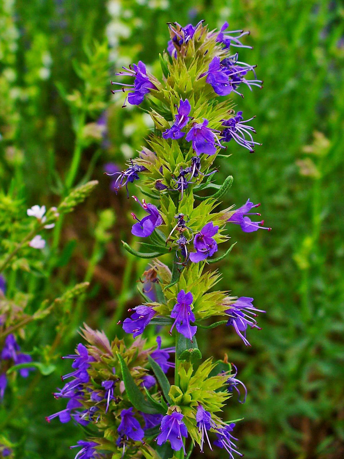 500+ Hyssop Common Heirloom Perennial NON-GMO Herb Seeds | www.seedsplantworld.com