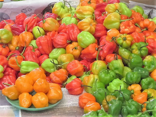 50 Mixed Hot Habanero Pepper Red Orange White Brown Mix Capsicum Chinense Seeds | www.seedsplantworld.com