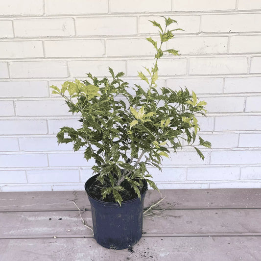 1 Gallon Potted Goshiki False Holly Tree Plant | www.seedsplantworld.com