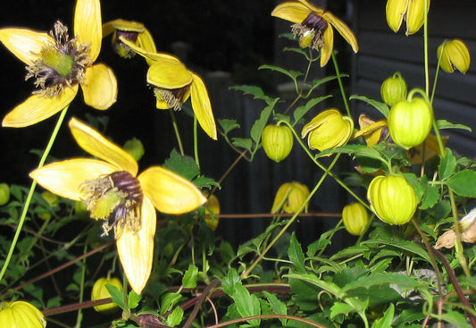 15 Clematis Aztek Yellow Perennial Vine Flower Seeds | www.seedsplantworld.com