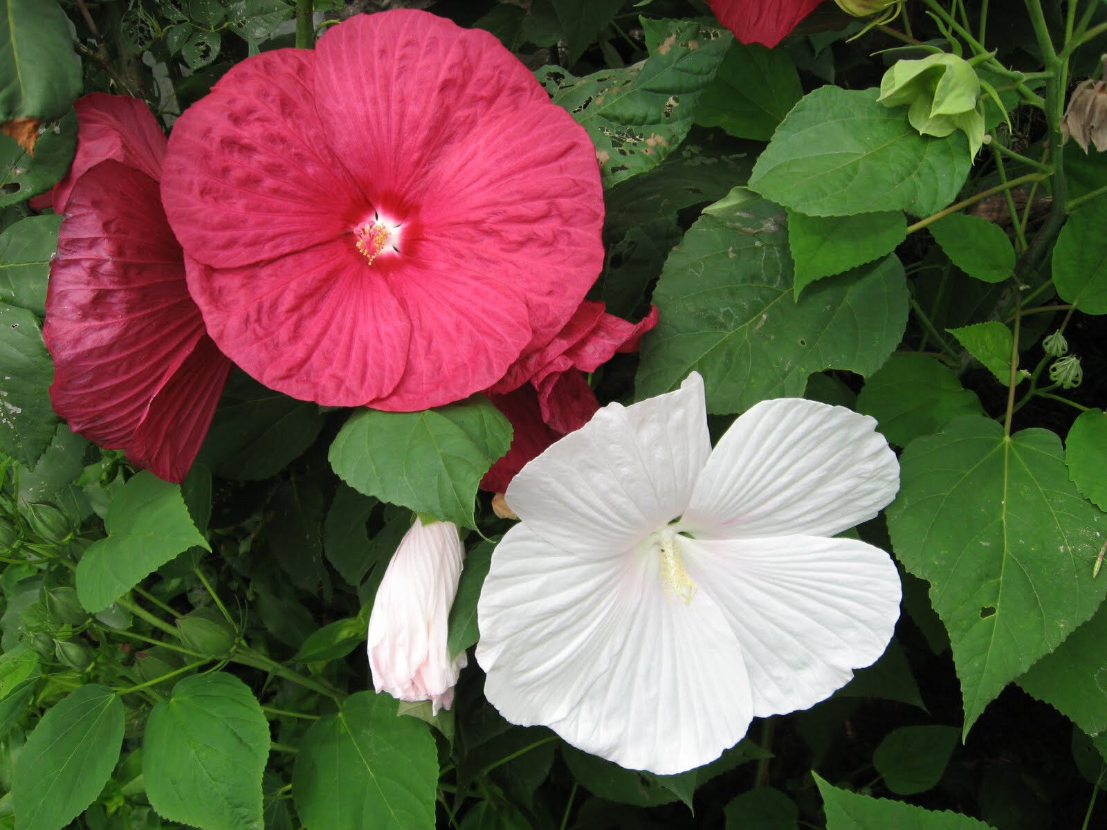 270 Rose Mallow Heavy Bloomer Flower Seeds | www.seedsplantworld.com