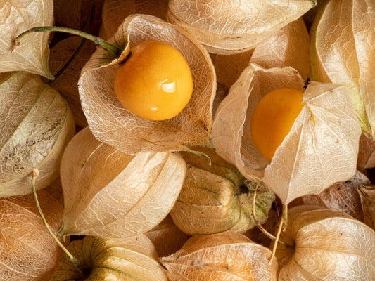 100 Ct Cape Gooseberry Tomatillo Large Husk Goldenberry Heirloom Fruit Seeds | www.seedsplantworld.com