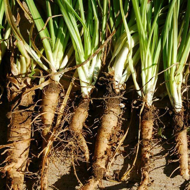 25 Ct Salsify Mammoth Sandwich Island NON-GMO Vegetable Seeds | www.seedsplantworld.com