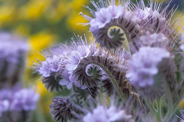 1165 Lacy Phacelia Purple Tansy Flower Seeds | www.seedsplantworld.com