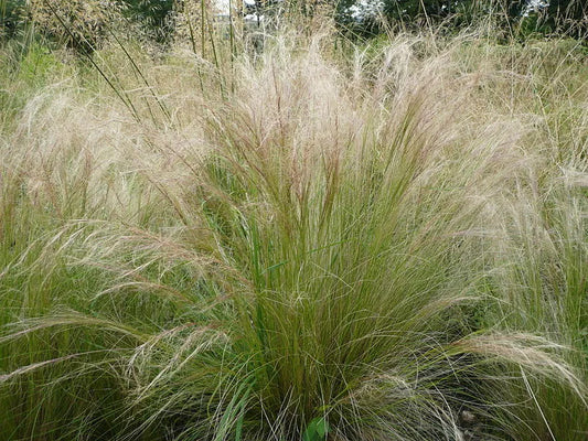 Mexican Feather Grass 160 Seeds