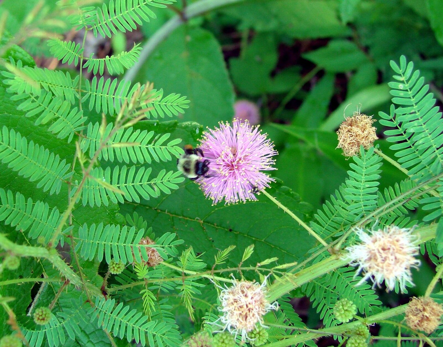 20 Sensitive Plant Mimosa Novelty Pink Flower Seeds | www.seedsplantworld.com