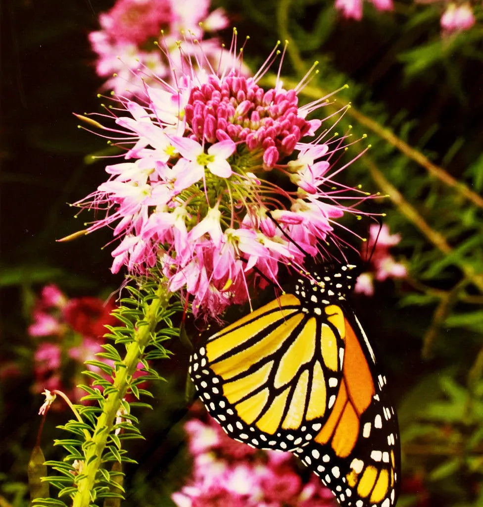 100 Rocky Mountain Bee Plant Rare Cleome Pink Flower Seeds. | www.seedsplantworld.com