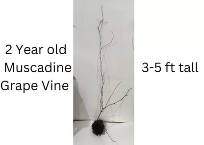 1 Hunt Muscadine Grape Vine Bare Root Live Plant (2 Year Old) Bare Root Plants | www.seedsplantworld.com