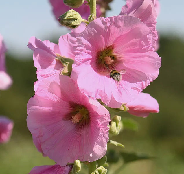 25 Pale Pink Hollyhock Light Alcea Rosea Flower Seeds | www.seedsplantworld.com