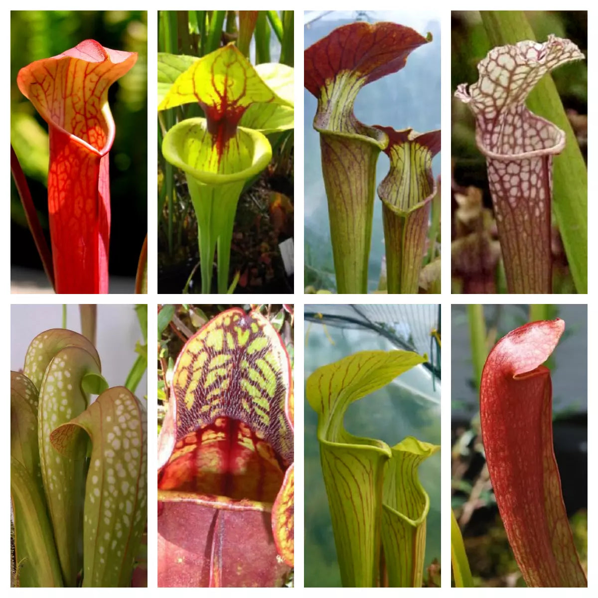 10 Mixed Pitcher Plant Sarracenia Carnivorous Red Purple Yellow Flower Seeds | www.seedsplantworld.com