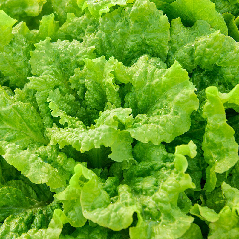 600+ Black Seeded Simpson Lettuce Leaf NON-GMO Vegetable Seeds | www.seedsplantworld.com