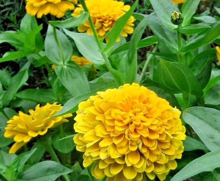 301 Yellow Zinnia Flower Seeds