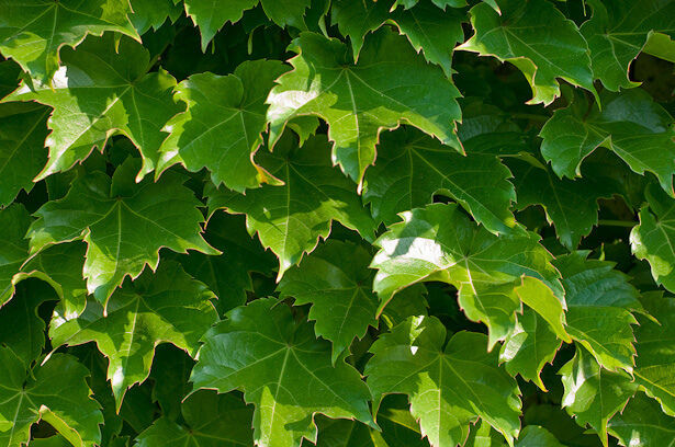 100 Ivy Boston Ivy Climbing Vine Herb Seeds | www.seedsplantworld.com