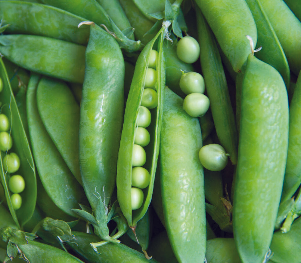 25 Ct Lincoln Pea Bush Pea Pod Garden NON-GMO Heirloom Vegetable Seeds | www.seedsplantworld.com