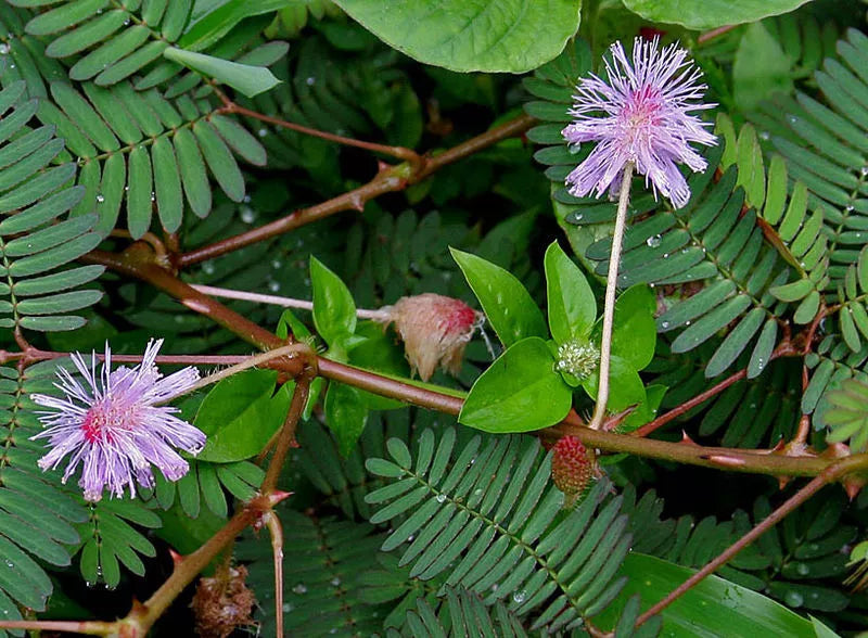 100 Mimosa / Sensitive Plant Schrankia Uncinata Flower Seeds | www.seedsplantworld.com