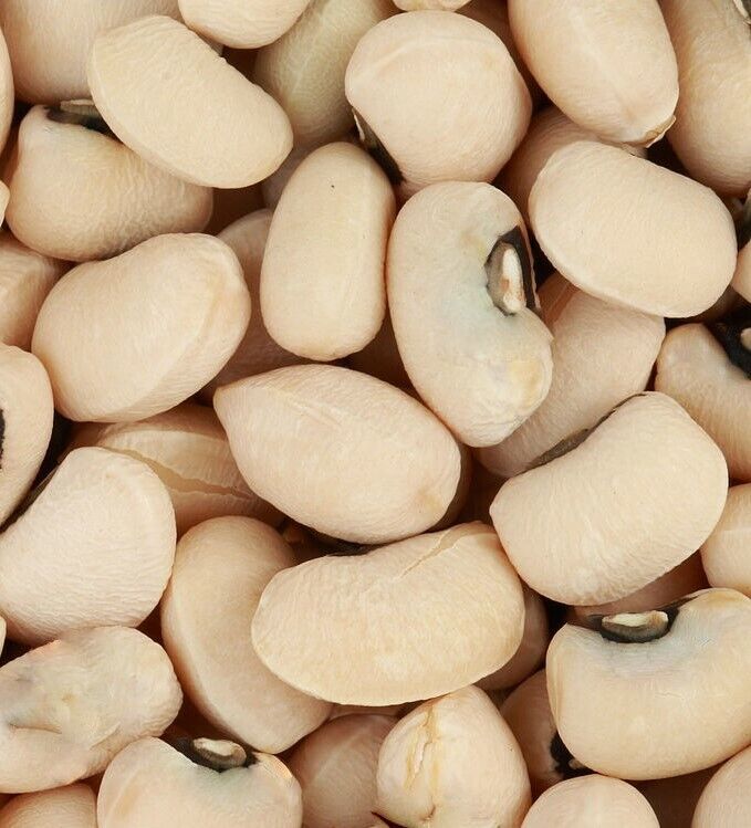 100 Texas Cream Cow Pea Southern Pea Bush Vigna Unguiculata Vegetable Seeds | www.seedsplantworld.com