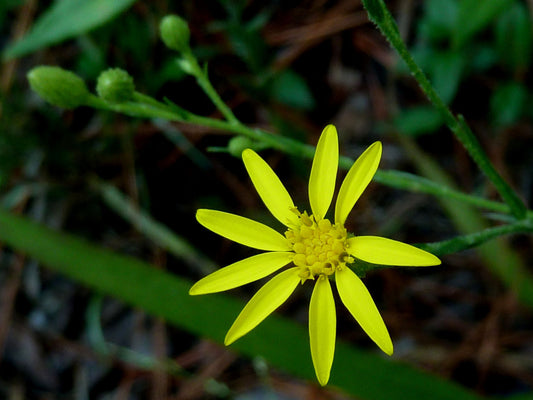 180 Aster Golden Aster Perennial Wildflower Flower Seeds | www.seedsplantworld.com