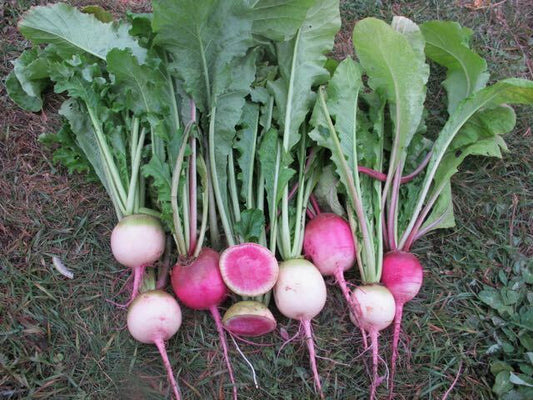 200 Watermelon Radish Garden NON-GMO Vegetable Seeds | www.seedsplantworld.com